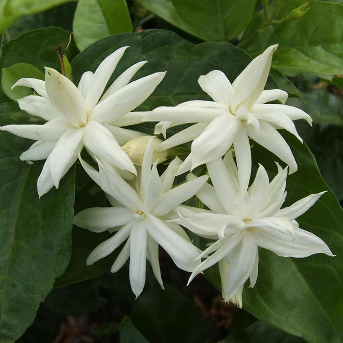 Pandiri malli(Jasmine sp.) - Fragrance Creeper & Climber