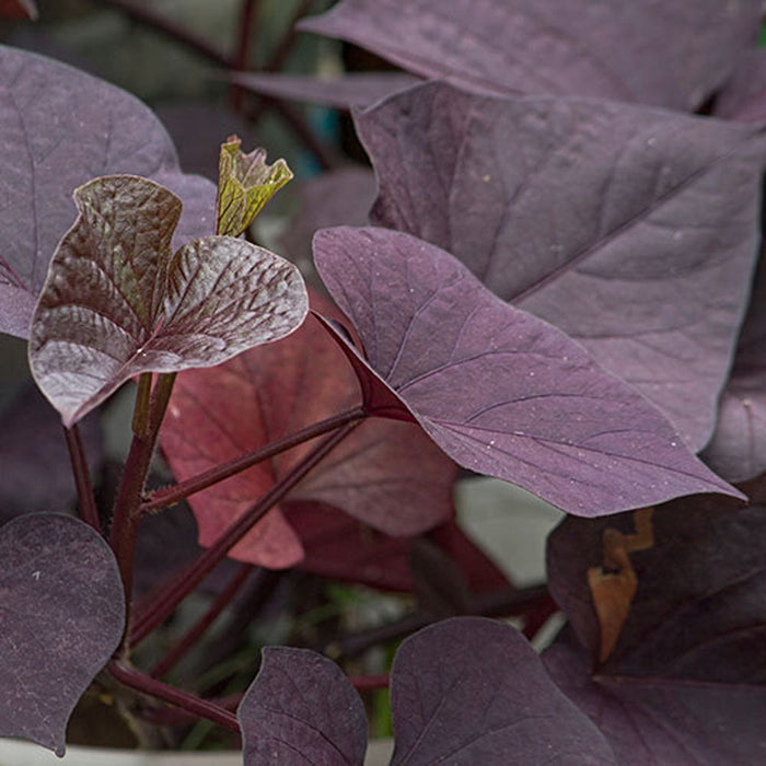 Ipomoea Black Heart Vine - Creepers & Climbers