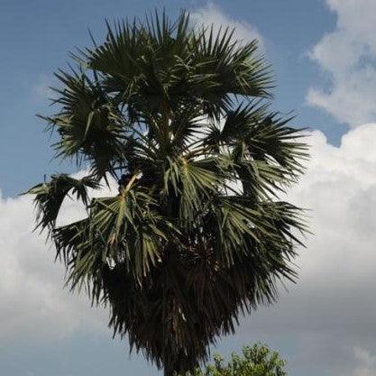 Buy Borassus flabellifer Palmyra Palm Tree - The Ultimate Source of Wine, Toddy, and Lontar