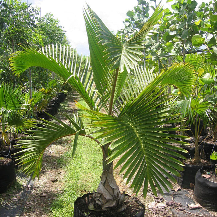 Champagne Palm - Palms