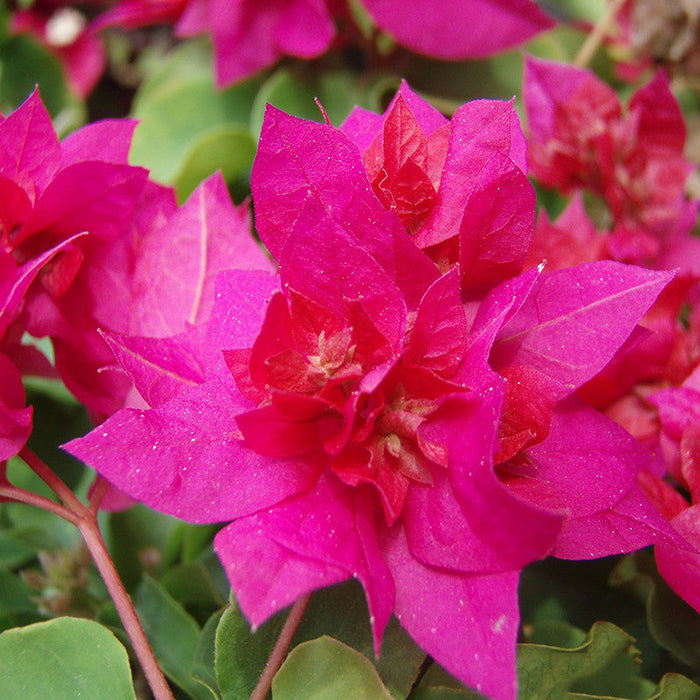 Bougainvillea Dark Pink Double - Creepers & Climbers