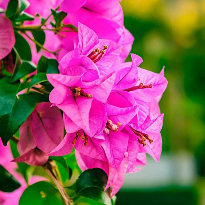 Beautiful Bougainvillea Pink Double Live Plant - Perfect for Creeping and Climbing