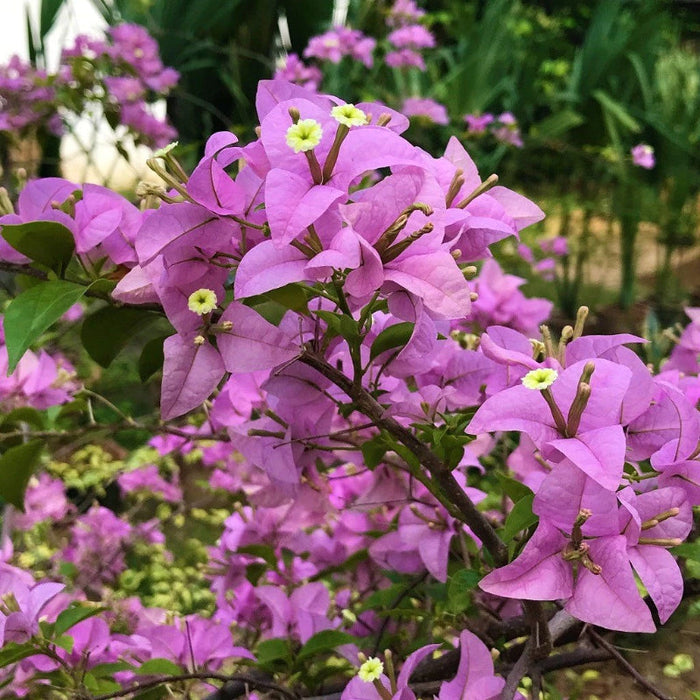 Bougainvillea Glabra (Formosa)- Flowering shurbs