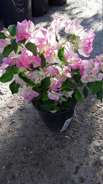 Bougainvillea Pink And White - Creepers & Climbers