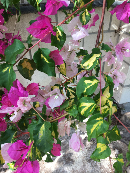 Bougainvillea thimma - Flowering Plants