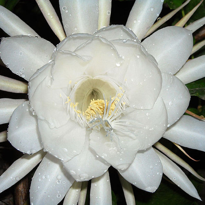 Brahma Kamal / Queen Of The Night - Flowering Plants