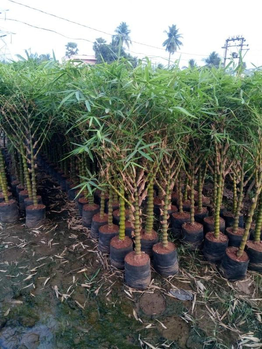 Bambusa Ventricosa Dwarf - Buddha Belly Bamboo