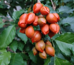 Peanut Butter- Fruit Plants