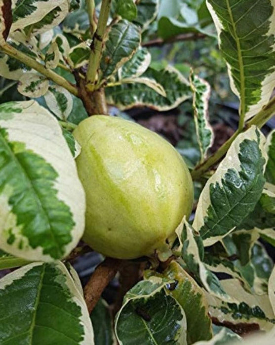 Guava Variegata (Grafted) - Fruit Plants & Trees