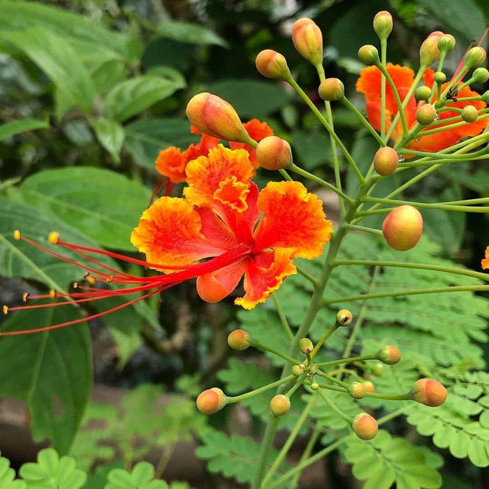 Buy Beautiful Caesalpinia Pulcherrima Plants for Your Garden Today!