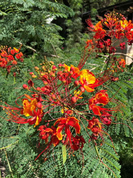 Buy Beautiful Caesalpinia Pulcherrima Plants for Your Garden Today!