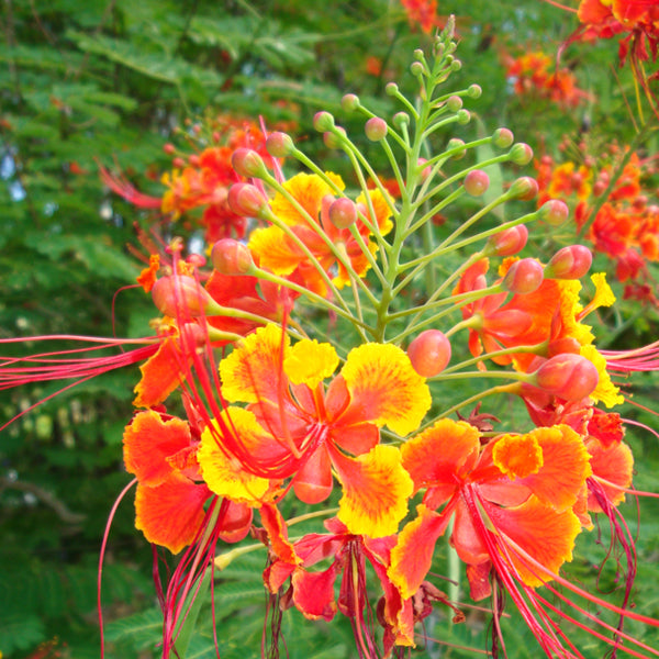 Caesalpinia/Shankasur Red - Flowering Shrubs