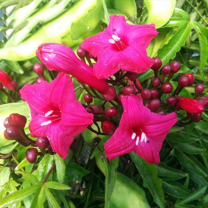 Cardinal Creeper(Ipomoea Horsfalliae) - Creepers & Climbers