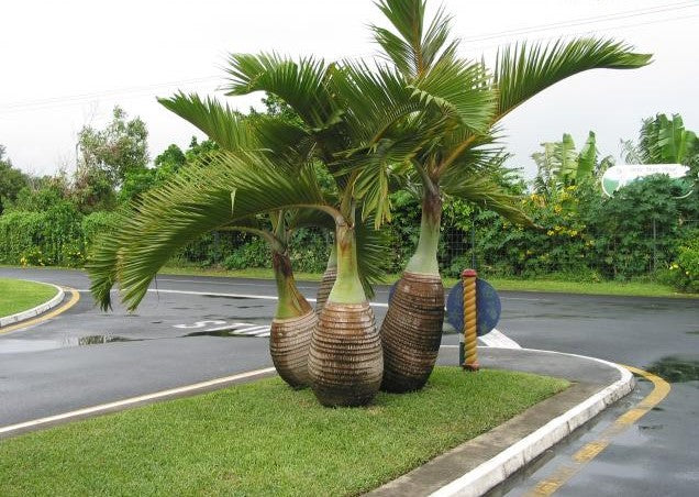 Champagne Palm - Palms