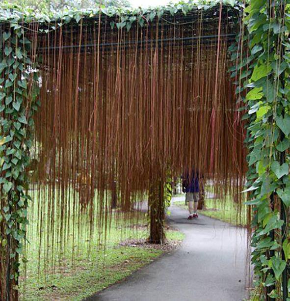 Cissus nodosa/Princess vine - Creepers & Climbers