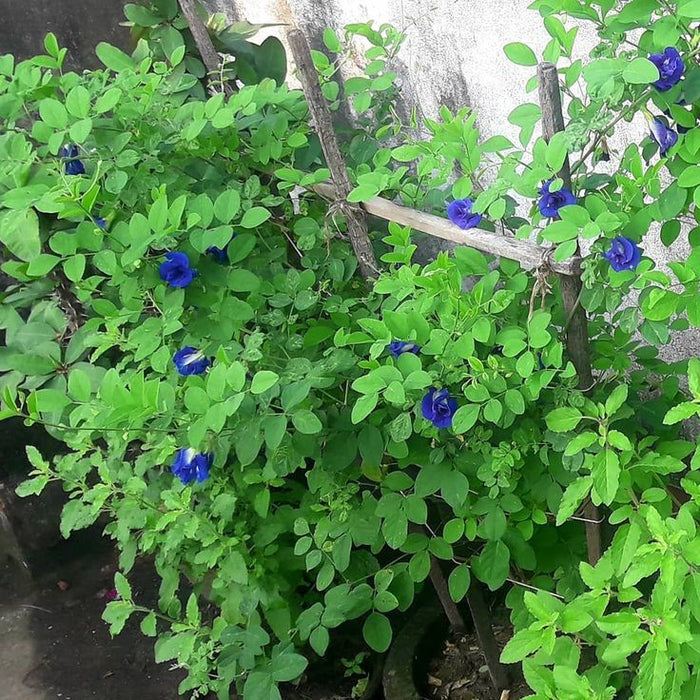 Clitorea ternatea Blue - Creeper & Climbers