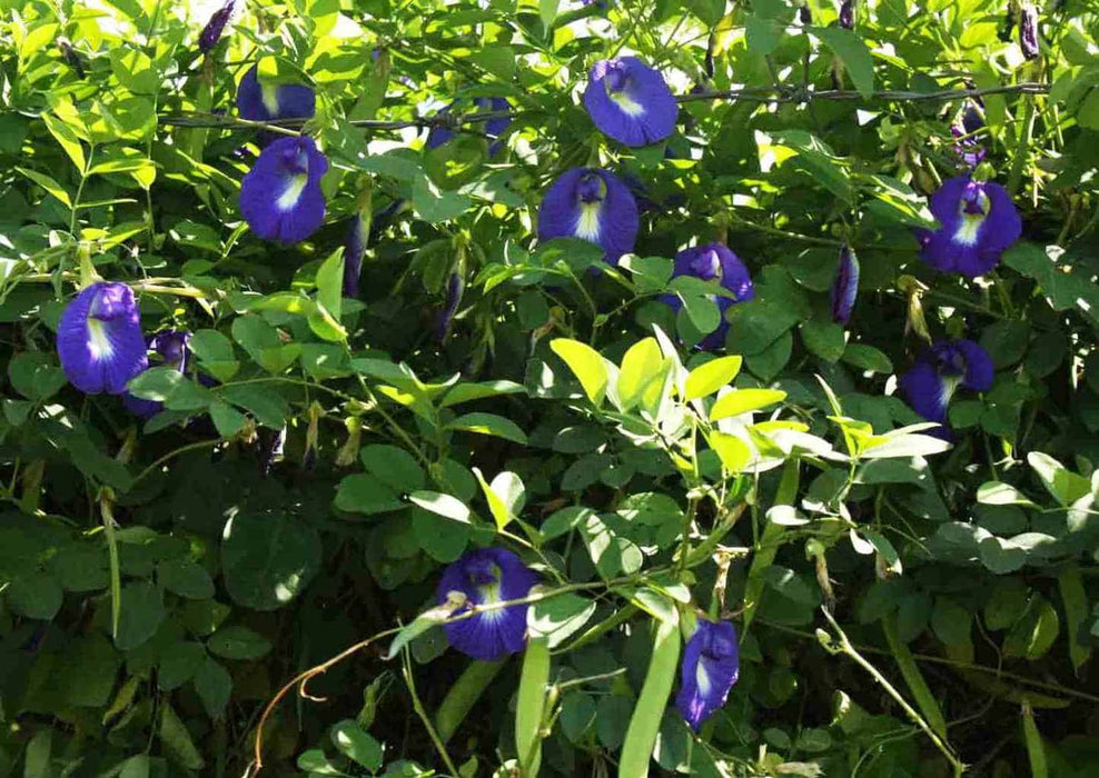 Clitorea ternatea Blue - Creeper & Climbers