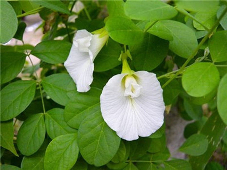 Clitorea ternatea White - Creeper & Climbers