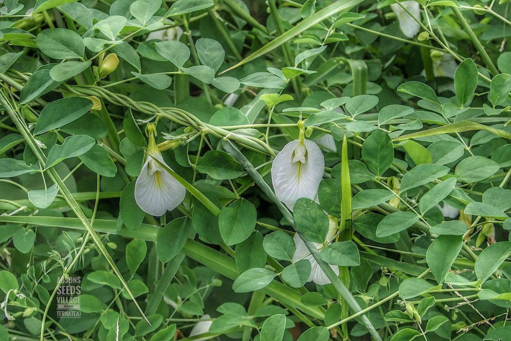 Clitorea ternatea White - Creeper & Climbers