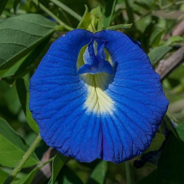 Blue Clitoria Ternatea Plant for Sale - Gokarna Variety