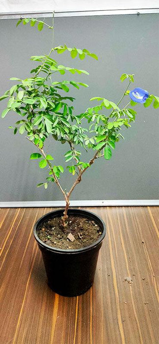 Blue Clitoria Ternatea Plant for Sale - Gokarna Variety