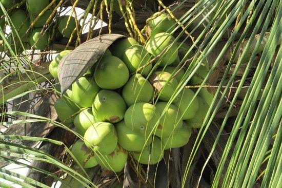 Exotic Coconut East Coast Tall Palm Tree - Add a Tropical Touch to Your Landscape Today!