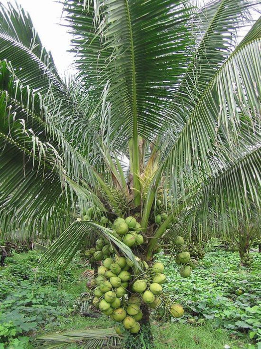 Exotic Coconut East Coast Tall Palm Tree - Add a Tropical Touch to Your Landscape Today!