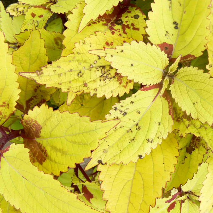 Brighten Up Your Garden with a Stunning Coleus Yellow Plant!