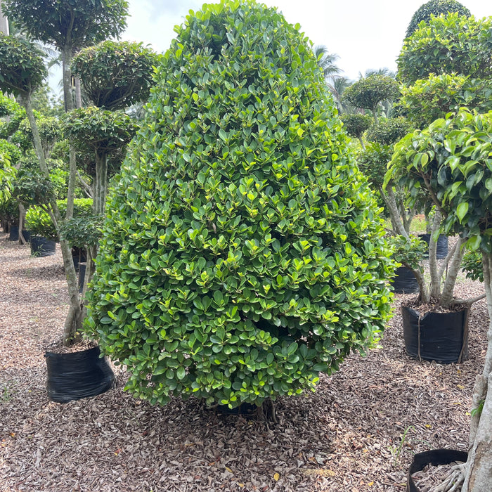 Cone-Shaped Ficus Plant for Sale