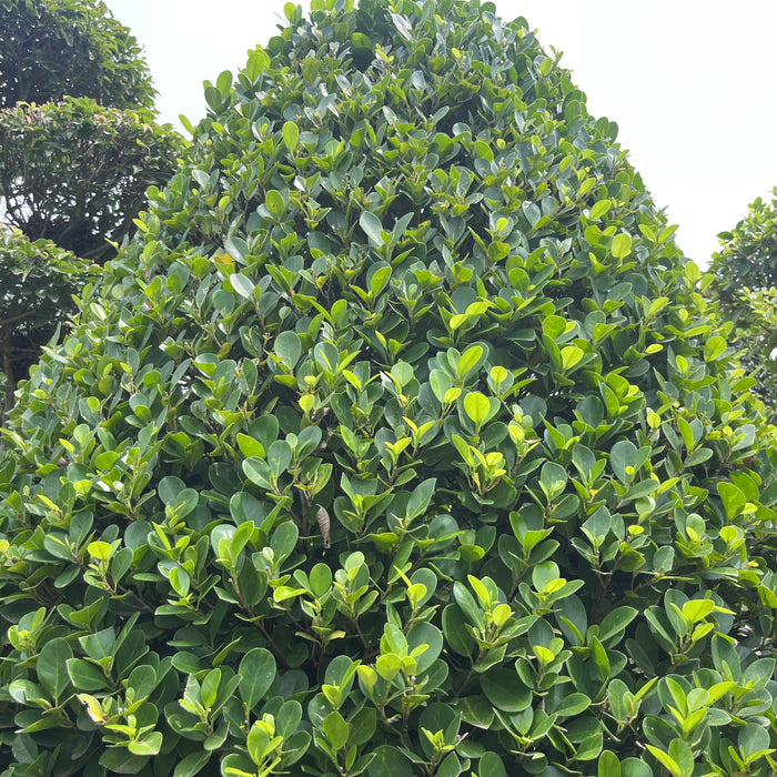 Cone-Shaped Ficus Plant for Sale