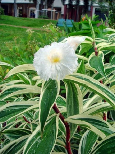 Spiral Costus Variegata - Ornamental Plant