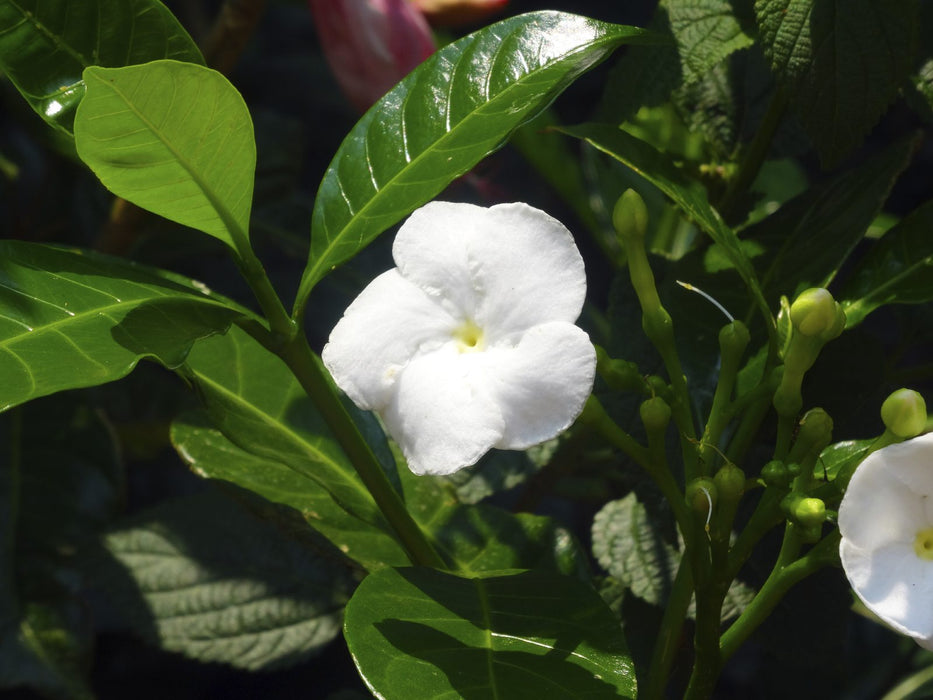 Tagar wheel circular - Flowering shrubs