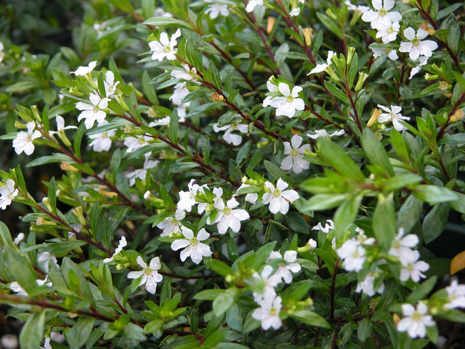 Cuphea hyssopifolia White - Ornamental Flowering Plants