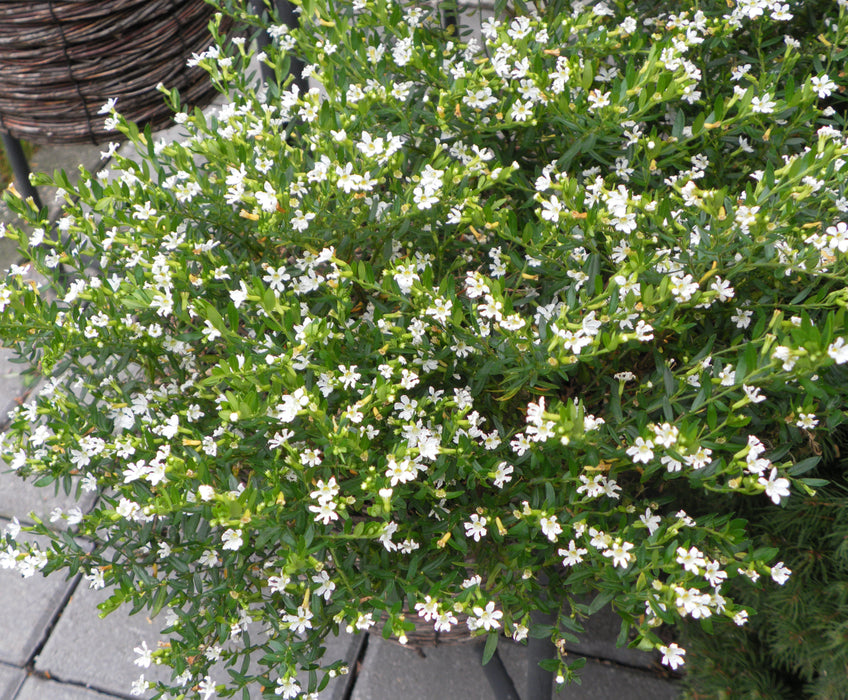 Cuphea hyssopifolia White - Ornamental Flowering Plants