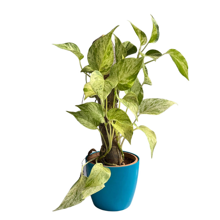 Devil’s ivy (Epipremnum aureum) Golden Pothos Money Plant With White Fiber Pot | Evergreen Indoor Live Plant