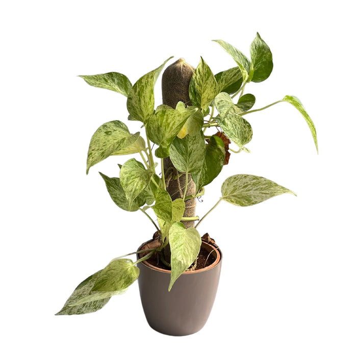 Devil’s ivy (Epipremnum aureum) Golden Pothos Money Plant With White Fiber Pot | Evergreen Indoor Live Plant