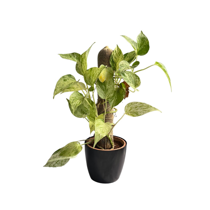 Devil’s ivy (Epipremnum aureum) Golden Pothos Money Plant With White Fiber Pot | Evergreen Indoor Live Plant