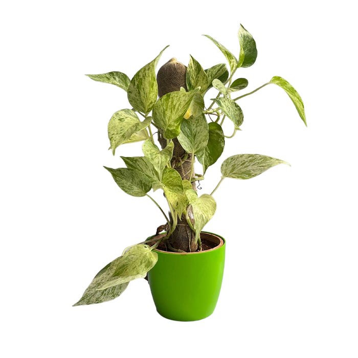 Devil’s ivy (Epipremnum aureum) Golden Pothos Money Plant With White Fiber Pot | Evergreen Indoor Live Plant