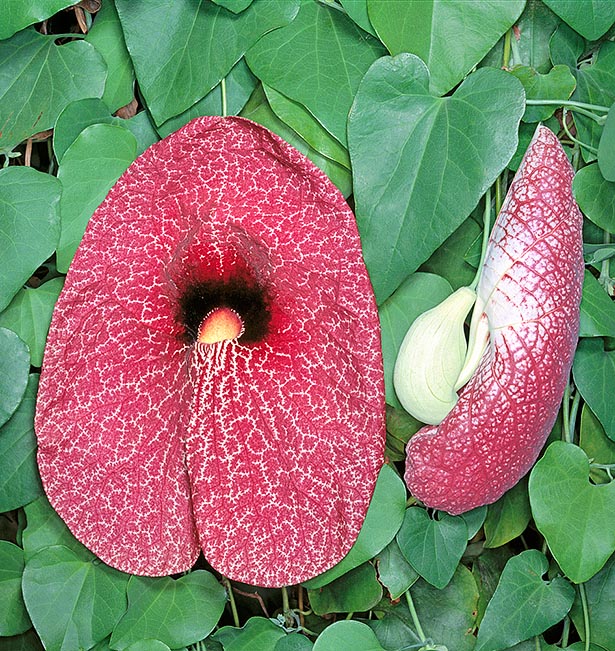 Aristolochia/Dutchman's Creeper - Exotic Creeper