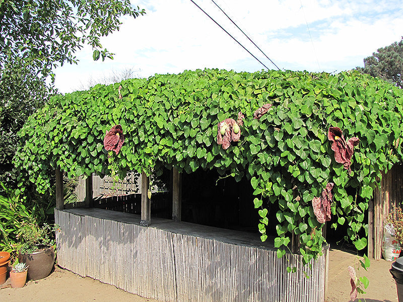 Aristolochia/Dutchman's Creeper - Exotic Creeper