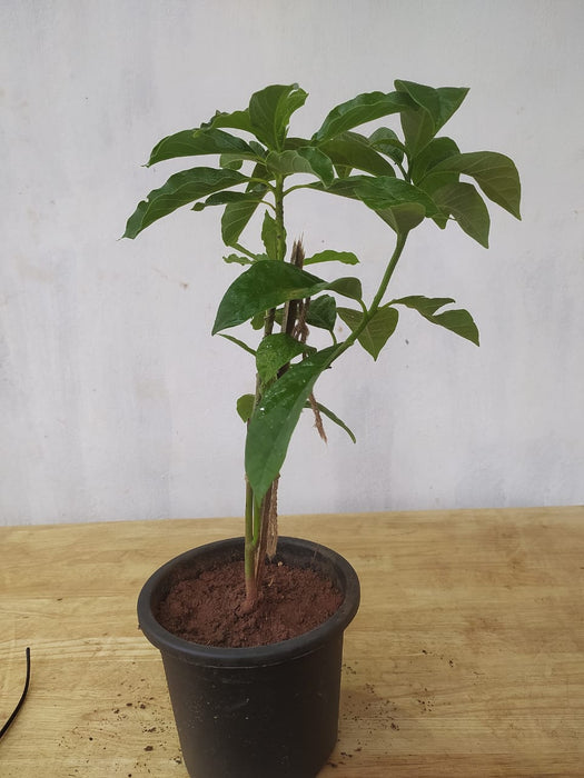 Avocado (Grafted)  - Fruit Plants & Tree