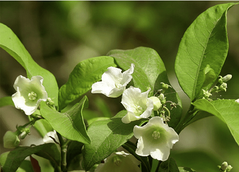 Vallaris Solanacea - Creepers & Climber