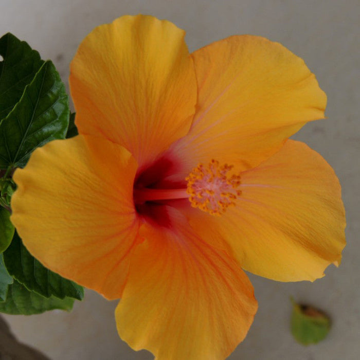 Hibiscus Yellow Hybrid Double Color - Flowering Plants