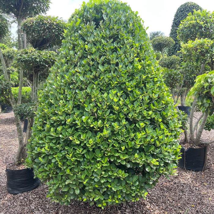 Cone-Shaped Ficus Plant for Sale