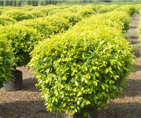 Ficus Benjamina Gold - Indoor/Outdoor Ornamental Plants