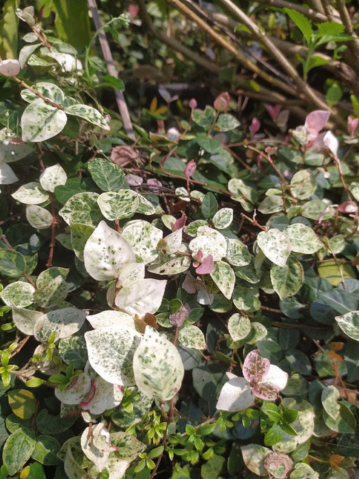 Pink Wall Creeper Variegated/Ficus pumila - Creepers & Climbers