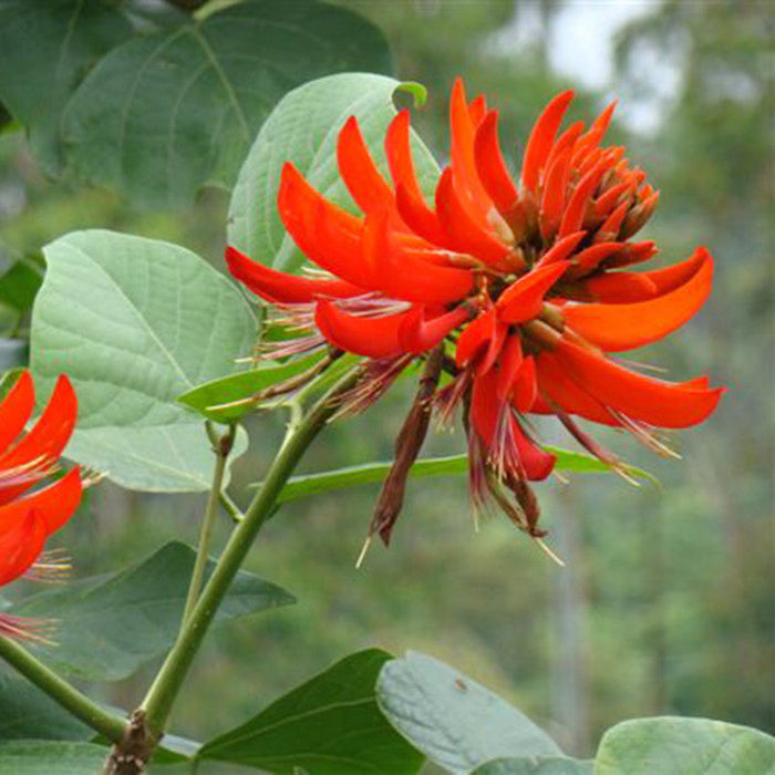 Flame of The Forest / Butea monosperma - Avenue Trees