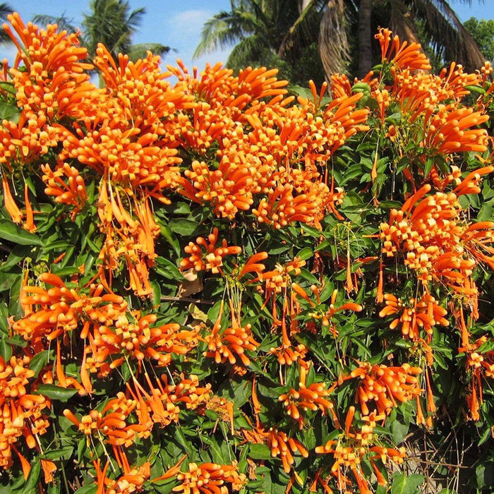 Flaming Trumpet - Creepers & Climbers