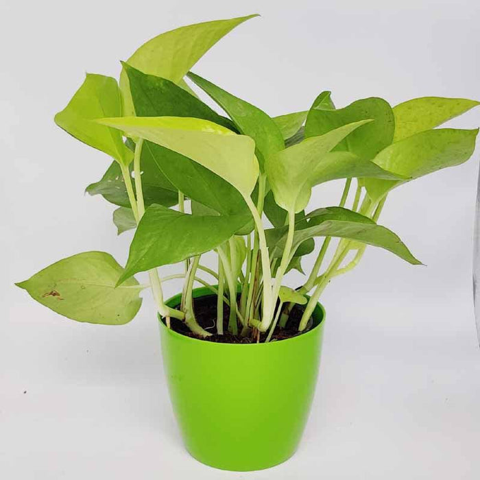 Brighten up Your Home with the Stunning Golden Money Plant - Epipremnum aureum goldii for Sale