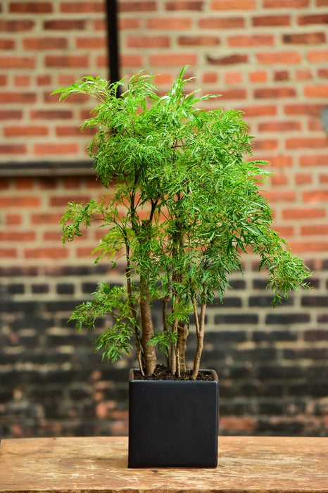 Aralia Fern Leaf - Indoor Plants